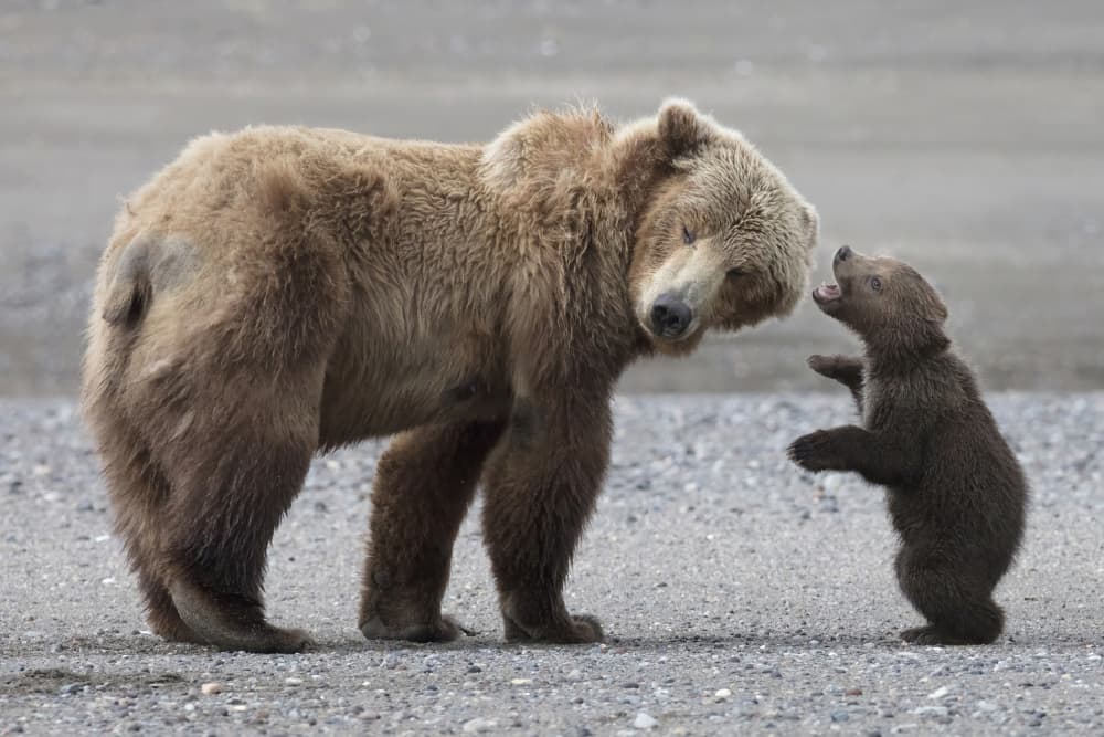 Grizzly Mother And Cub by Linda D Lester — canvas wall art