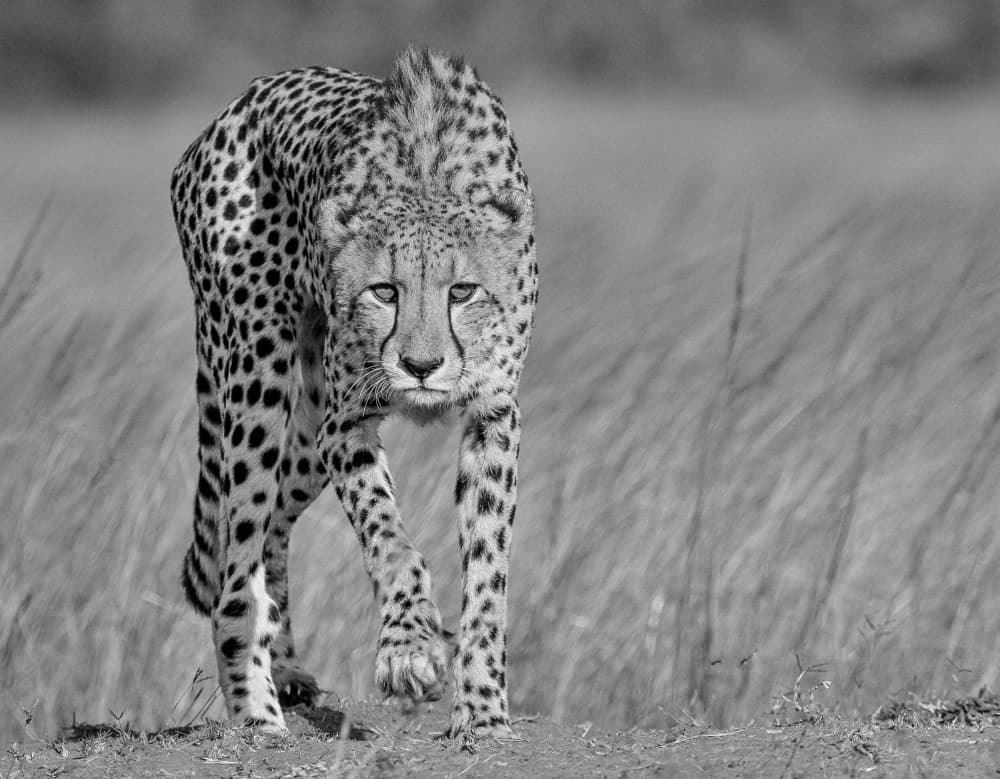 Powerful Cheetah Walk