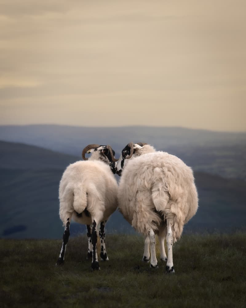 Two Sheep Mountain Vista by Armands Brants — canvas wall art