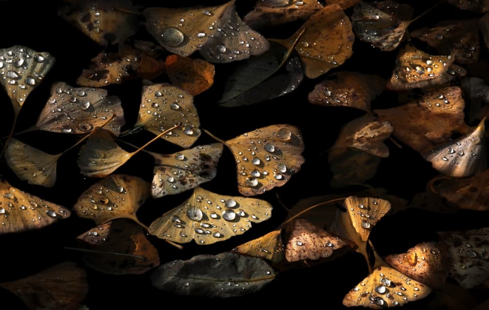 Golden Ginkgo Drops by Juan Luis Duran — canvas wall art