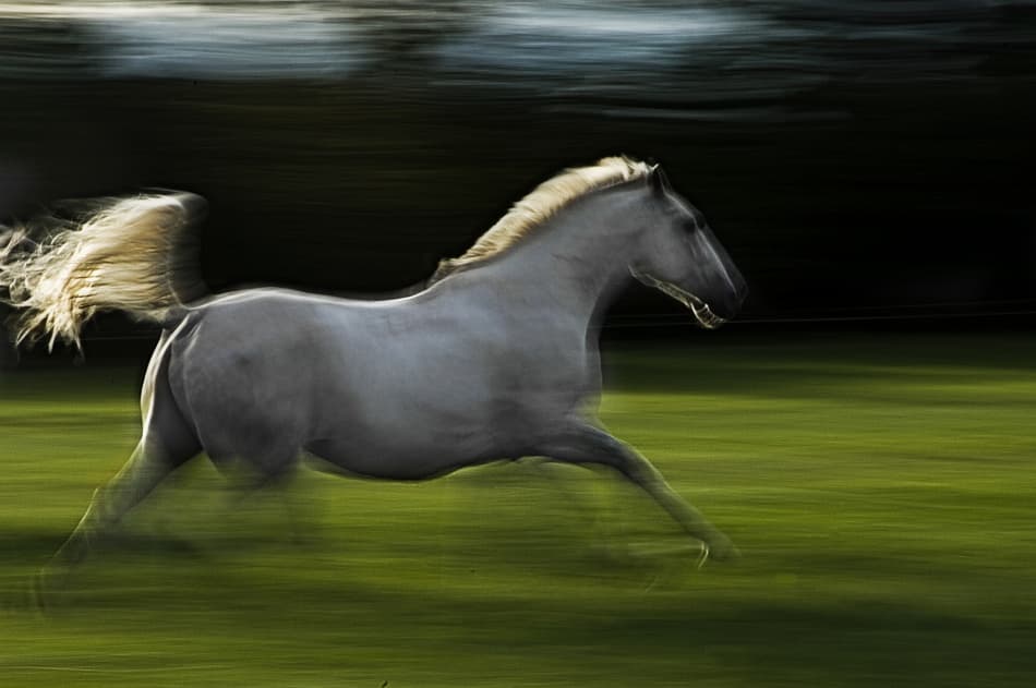 Galloping White Horse by Milan Malovrh — canvas wall art