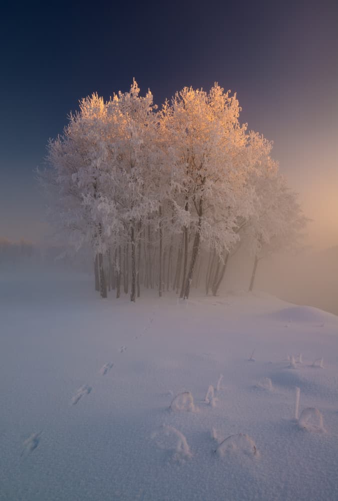 Golden Winter Trees by Krzysztof Mierzejewski — canvas wall art