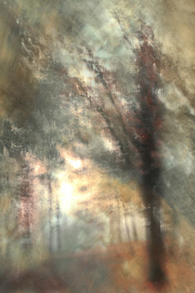 Autumn Forest Glow by Christina Sillen — canvas wall art