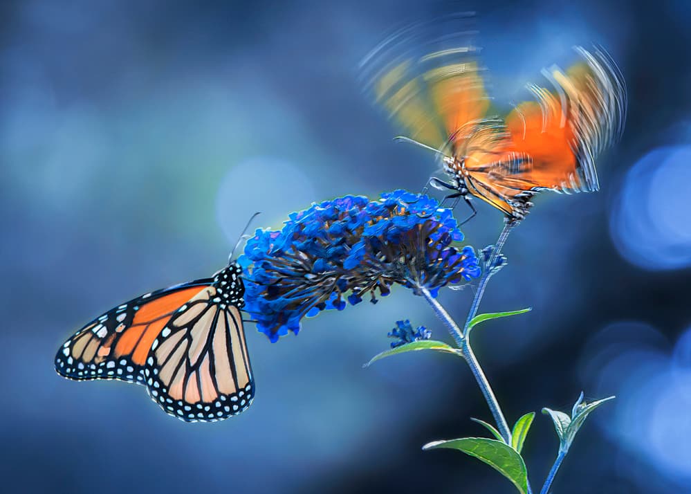 Monarch Butterflies Bloom by Louie Luo — canvas wall art