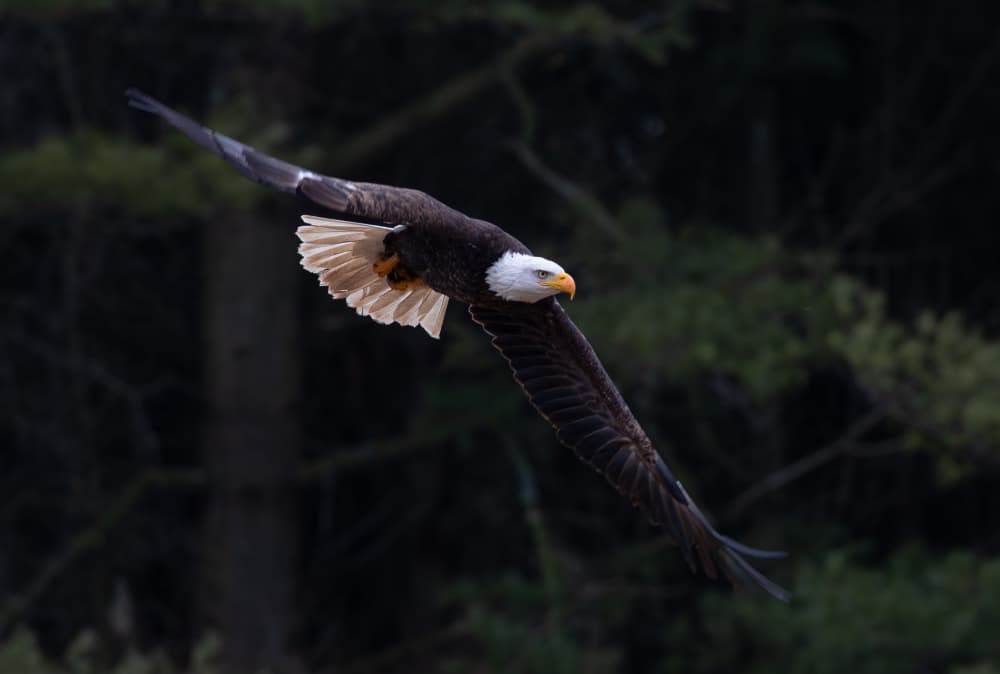 Majestic Bald Eagle Soaring by Johnson Huang — canvas wall art