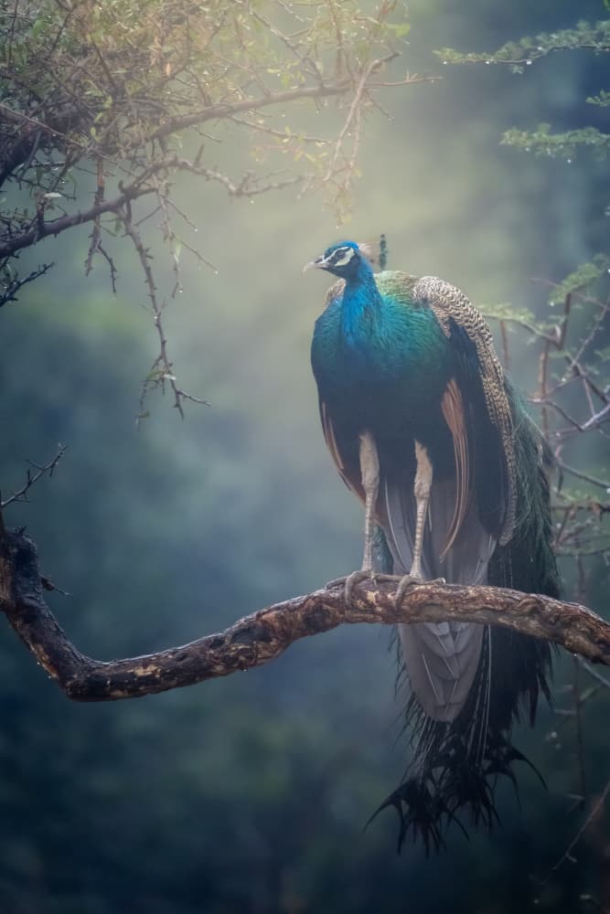 Misty Forest Peacock by Abhinav Sharma — canvas wall art