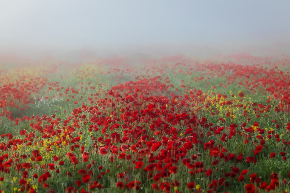 Misty Poppy Field by Sergio Barboni — canvas wall art