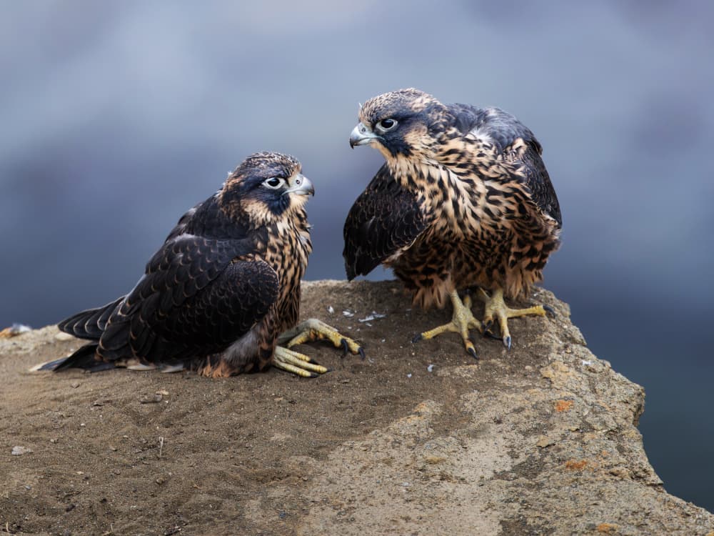 Two Young Falcons by Taksing (吉星高照) — canvas wall art