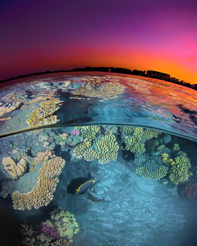 Coral Reef Sunset Split by Henry Jager — canvas wall art