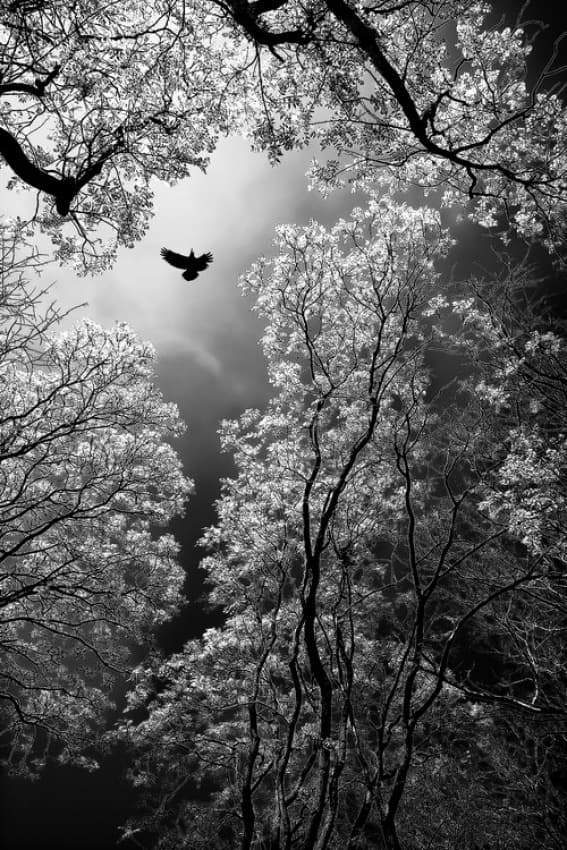 Ethereal Forest Flight by Goran Stamenkovic — canvas wall art