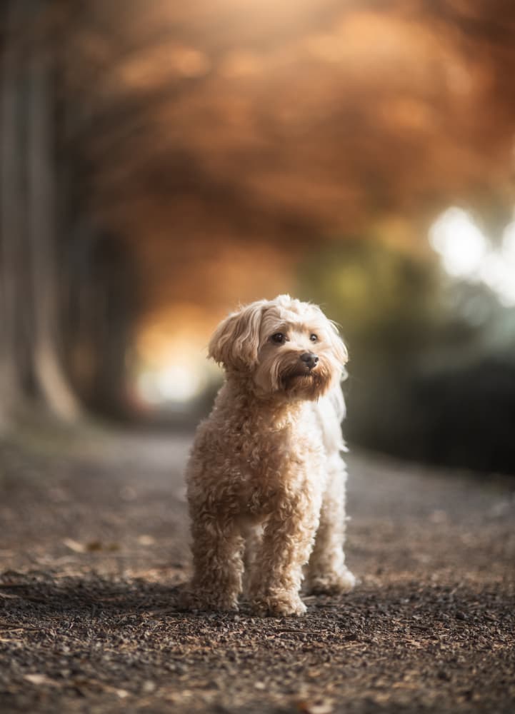 Golden Autumn Dog by Takashi Suzuki — canvas wall art