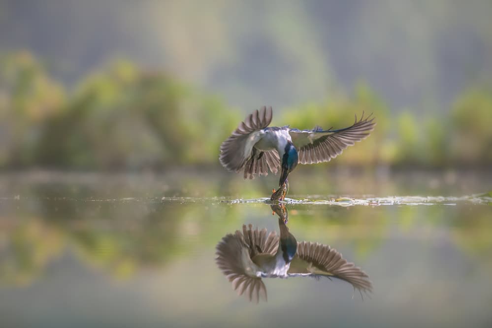 Bird Diving Reflection by Gunarto Song — canvas wall art