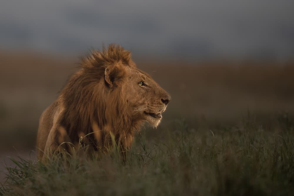 Regal Savanna Lion by Roshkumar — canvas wall art