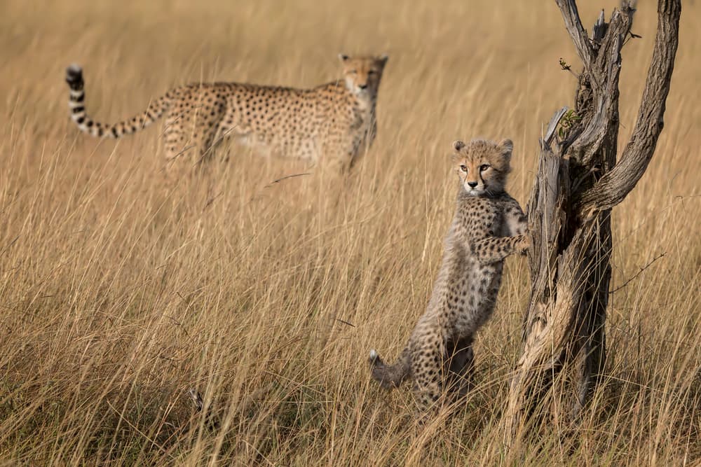 Curious Cub In Savanna by Renee Doyle — canvas wall art
