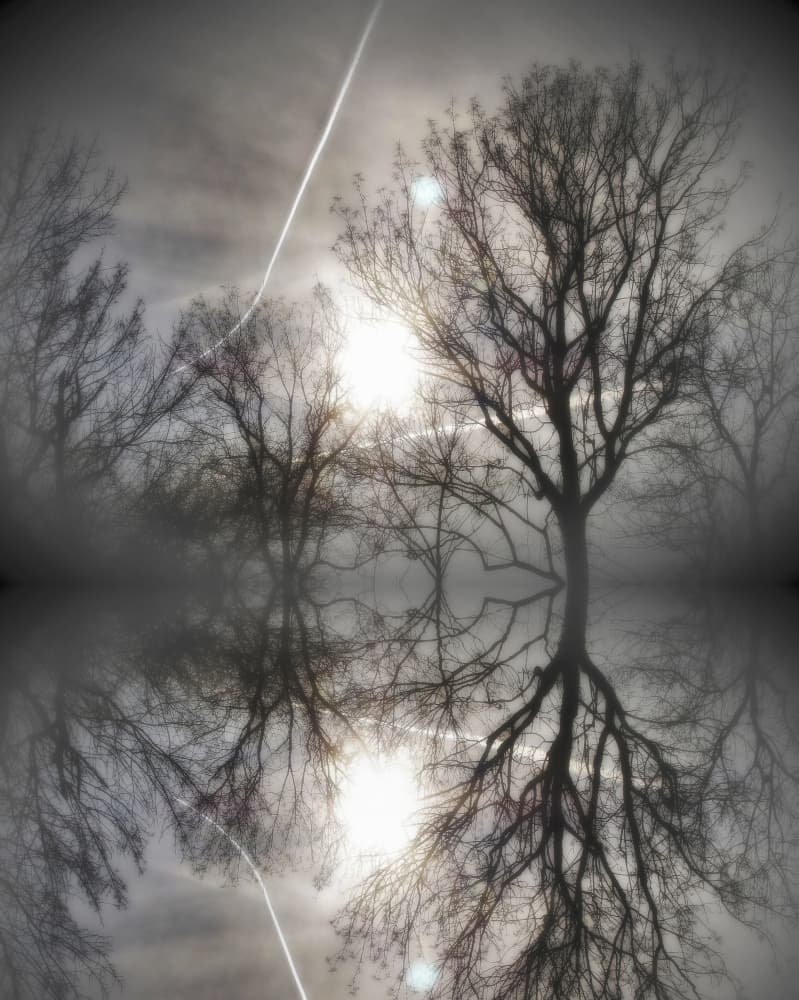 Dreamlike Tree Reflections by Anna Cseresnjes — canvas wall art