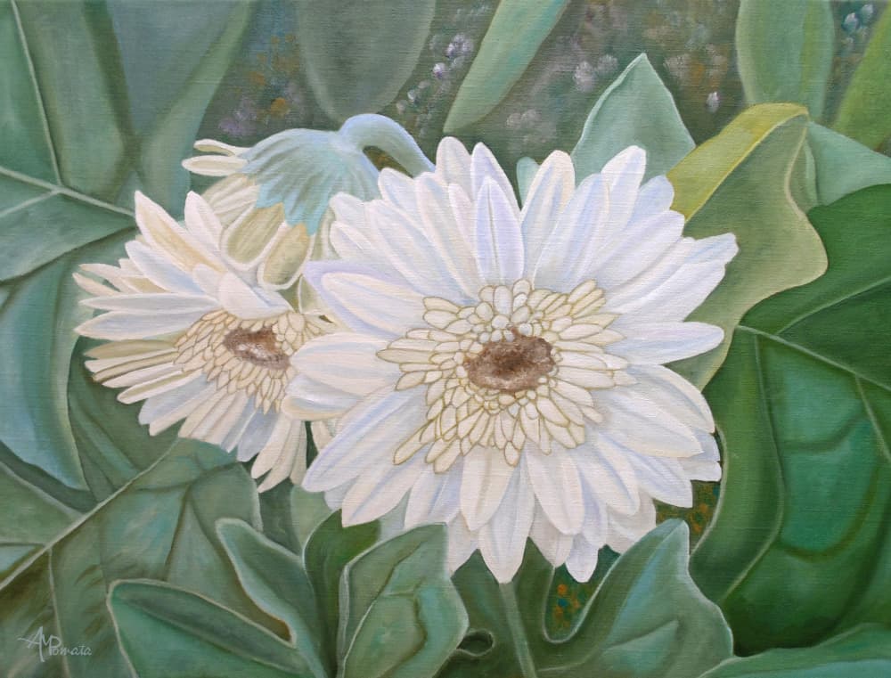 Fresh White Gerbera Blooms by Angeles M. Pomata — canvas wall art
