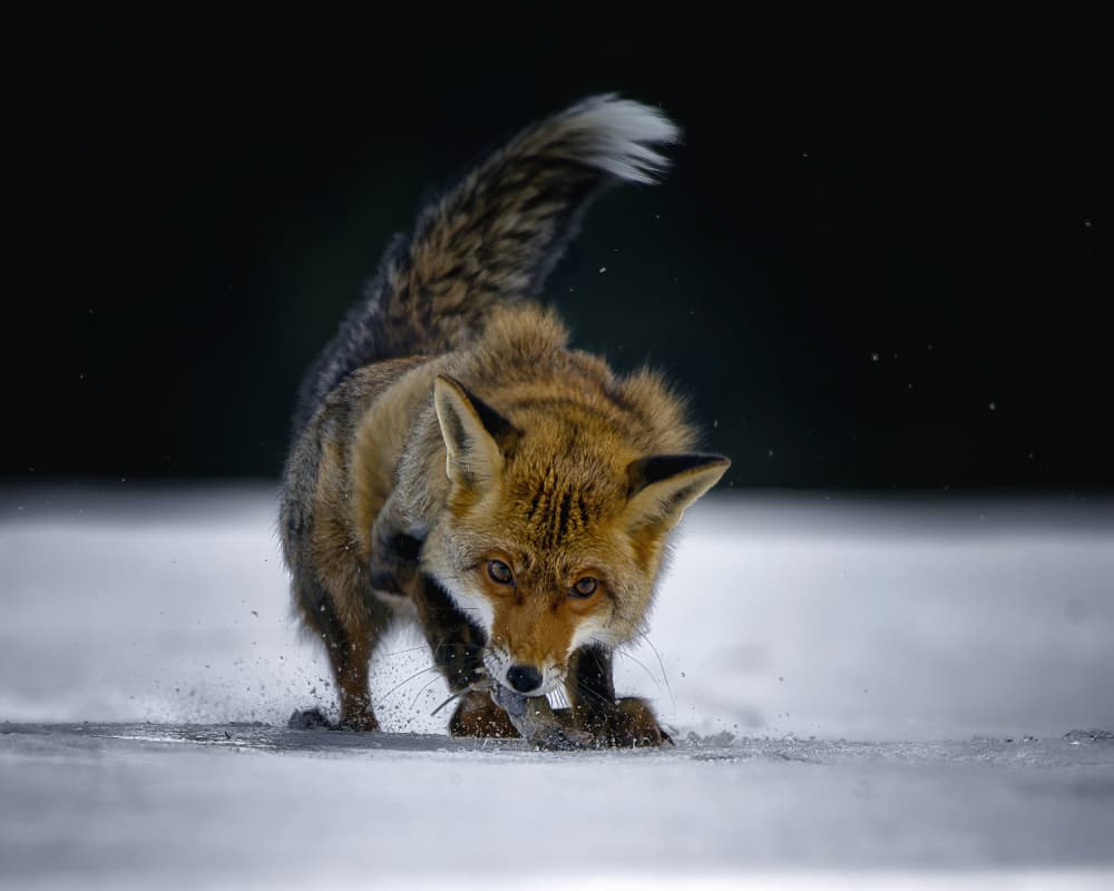Winter Fox Hunting by Michaela Firešová — canvas wall art