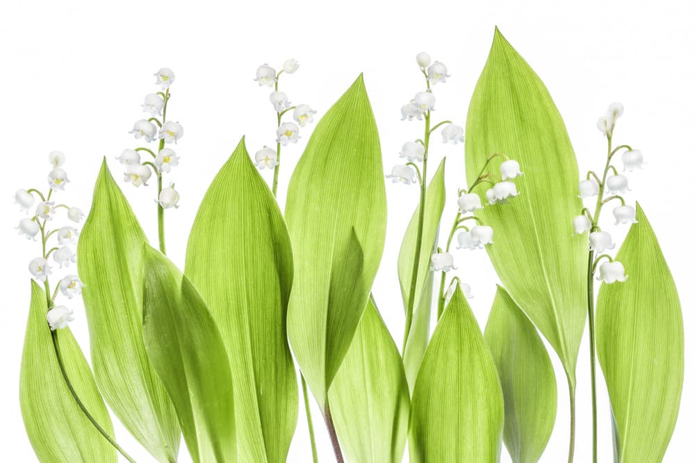 Lily of the valley by Mandy Disher — canvas wall art