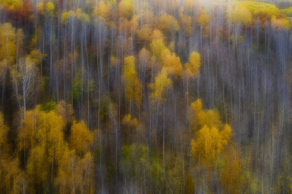 Vertical Golden Forest by Bingo Z — canvas wall art