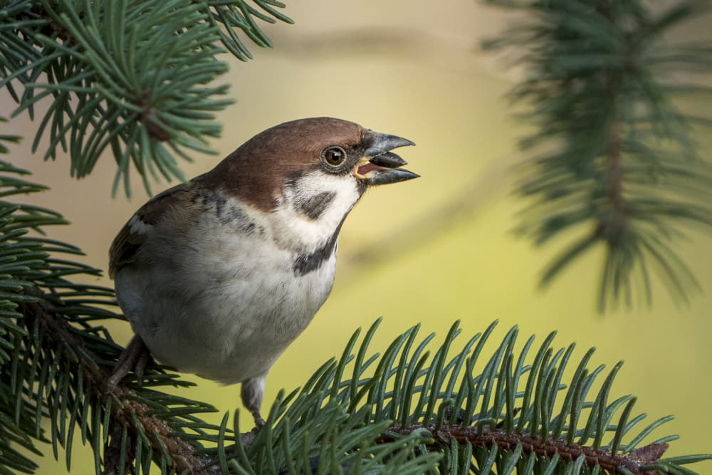 Singing Tree Sparrow by Noa Nick — canvas wall art