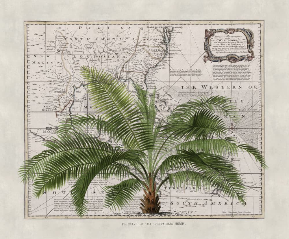 Vintage Map Palm Tree by Andrea Haase — canvas wall art