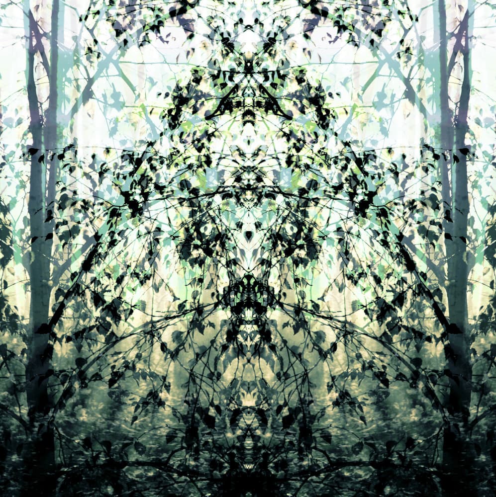 Mirrored Forest Dream by Christina Sillen — canvas wall art