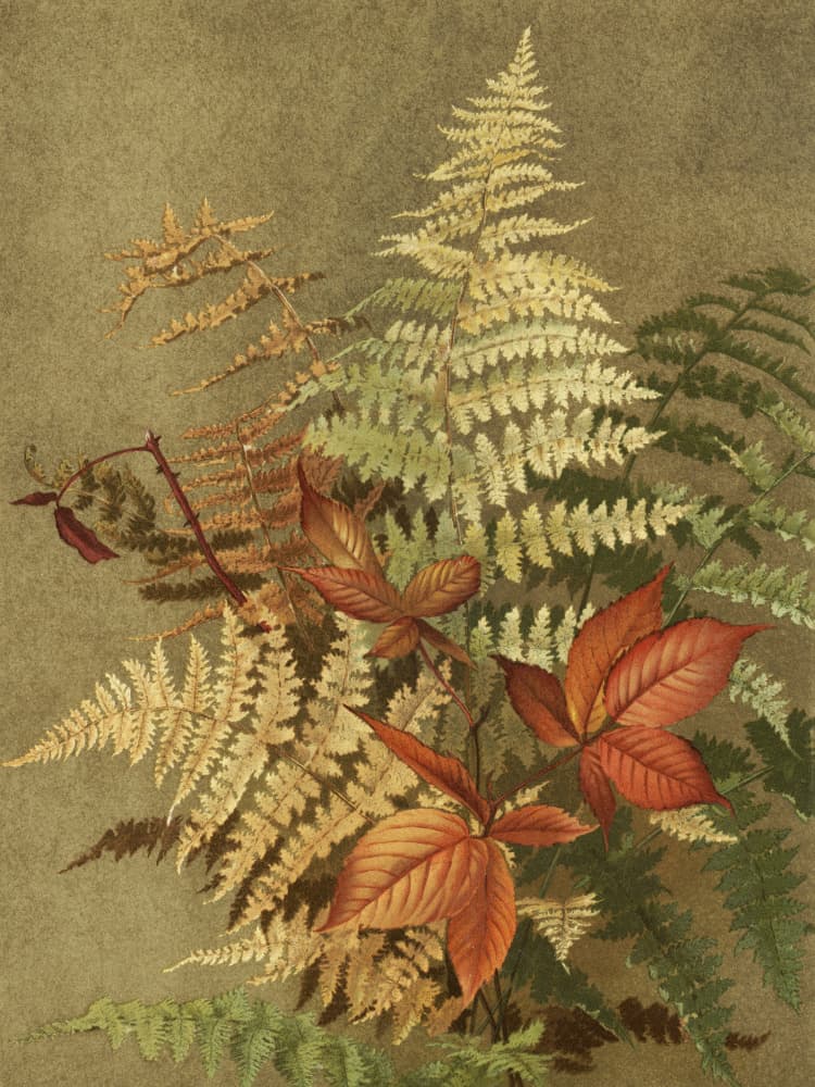 Autumn Ferns
