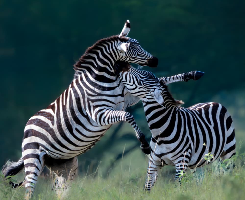 Fighting Zebras by Yanny Liu — canvas wall art