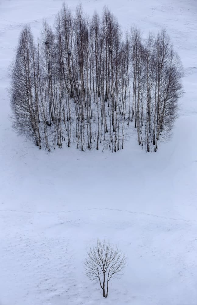 Winter Forest Solitude by Sorin Tanase — canvas wall art