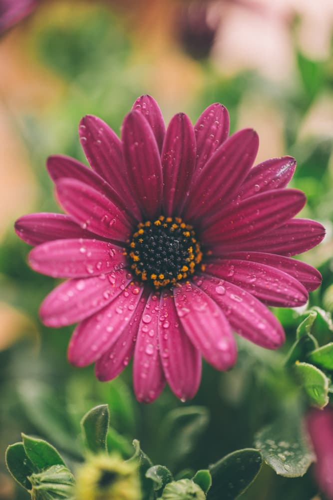 Dew Kissed Purple Flower by Javier Pardina — canvas wall art
