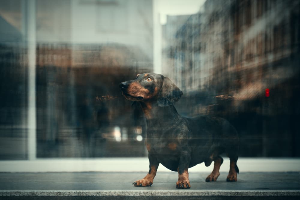 Urban Dachshund Reflection by Heike Willers — canvas wall art