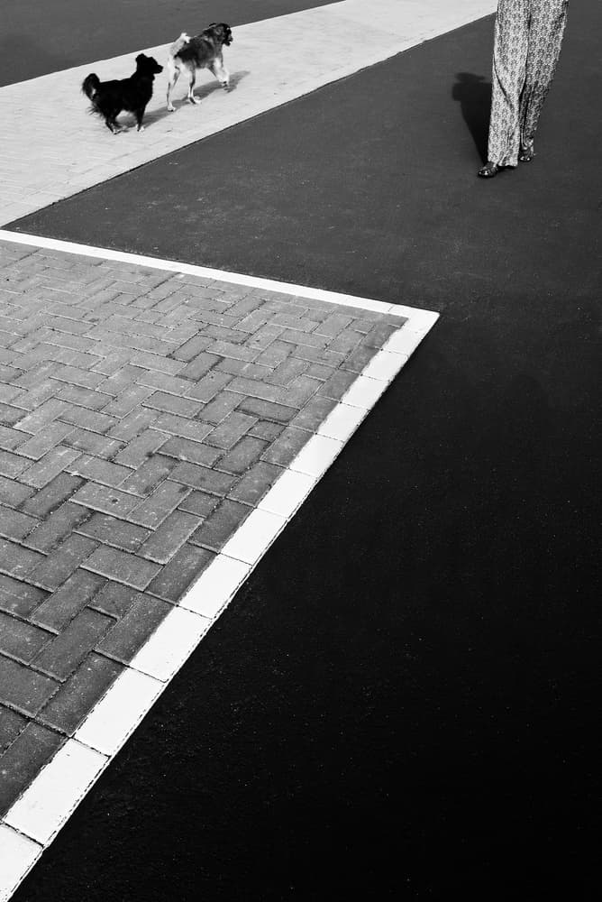 Two Dogs Urban Path by Rui Ferreira — canvas wall art