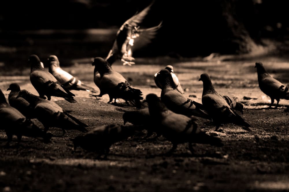 Moody City Pigeons by Santhosh ch — canvas wall art