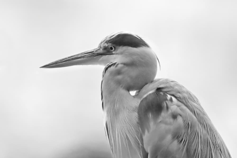 Elegant Heron Profile by Bojan Bencic — canvas wall art