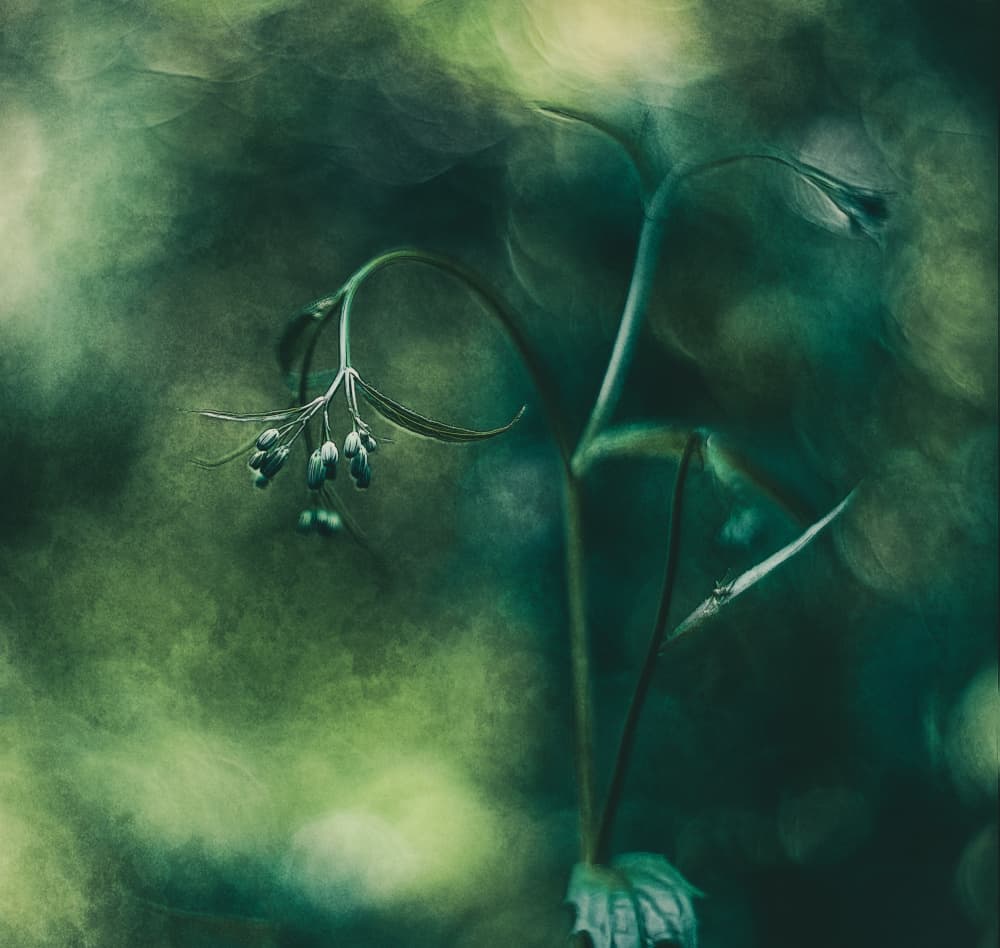 Delicate Green Buds by Jan van der Linden — canvas wall art