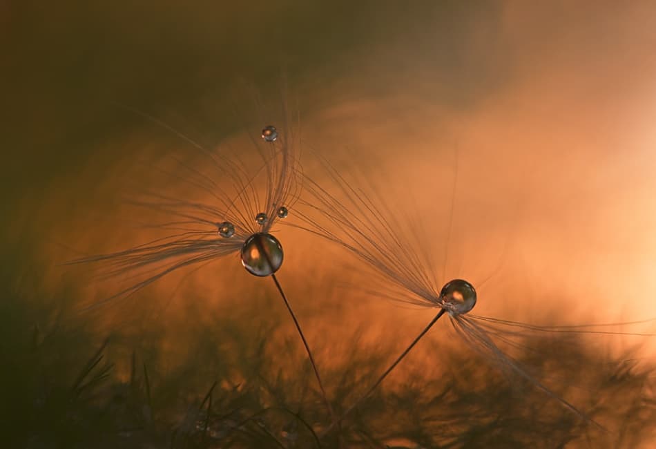 Golden Dandelion Dew by Heidi Westum — canvas wall art