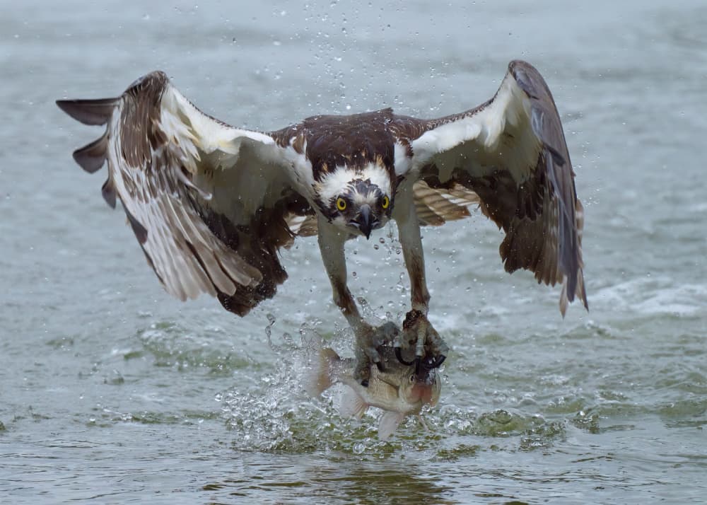 Osprey Catches Fish by Johnny Chen — canvas wall art