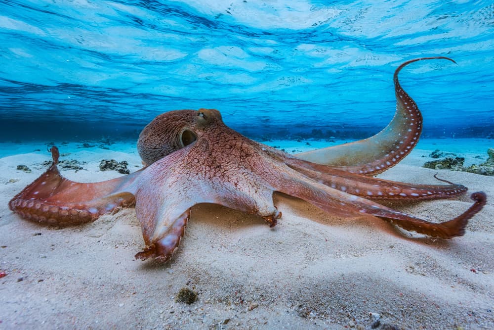 Gentle Octopus Underwater by Barathieu Gabriel — canvas wall art