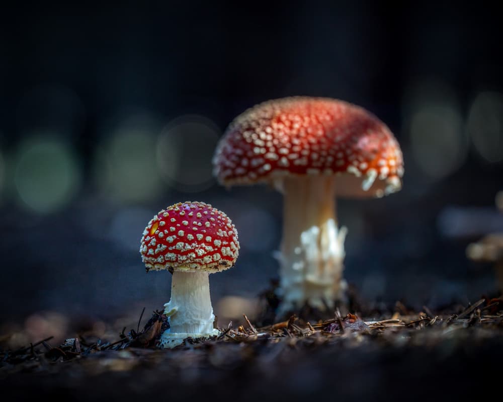 Vibrant Forest Fungi by Sergio Barboni — canvas wall art