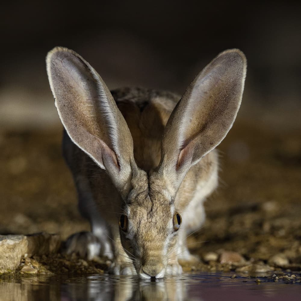 Desert Hare Drinking by David Manusevich — canvas wall art