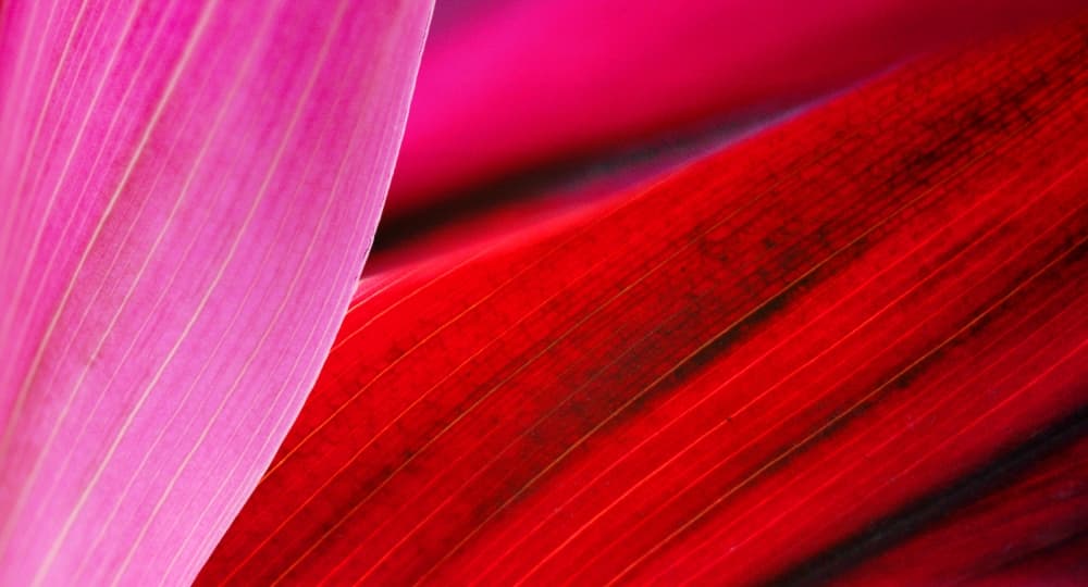 Vibrant Leaf Contrasts by Jacek Stefan — canvas wall art