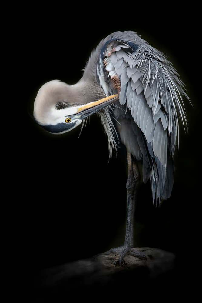 Graceful Heron Preening by Linda D Lester — canvas wall art