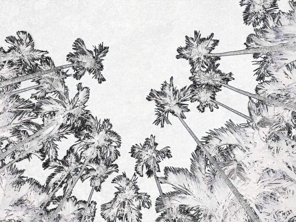 Sketched Palm Canopy by Santhosh ch — canvas wall art