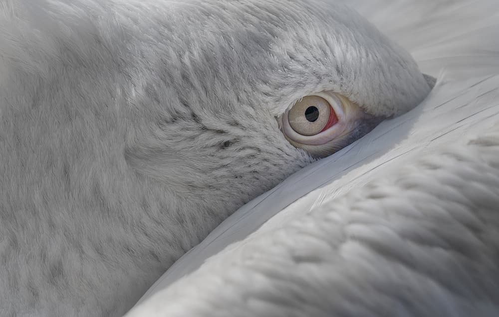 Peaceful Pelican Eye by C.S. Tjandra — canvas wall art