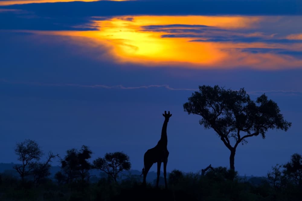 African Sunset Giraffe by Mario Moreno — canvas wall art
