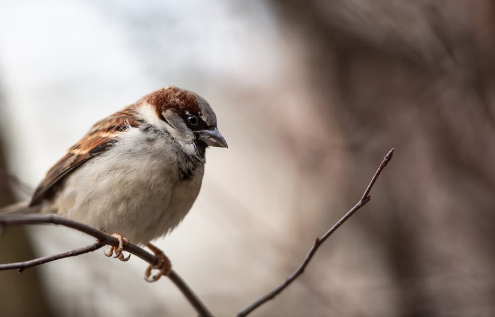 Curious Little Sparrow by Dusan Ljubicic — canvas wall art