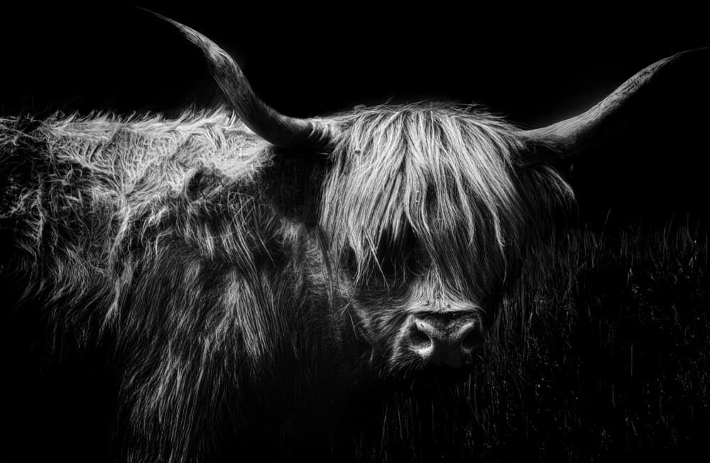 Highland Cow Portrait by Stefan Eisele — canvas wall art