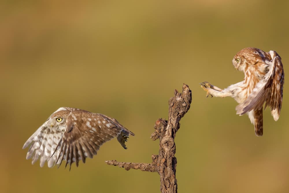 Little Owls in Flight by David Manusevich — canvas wall art