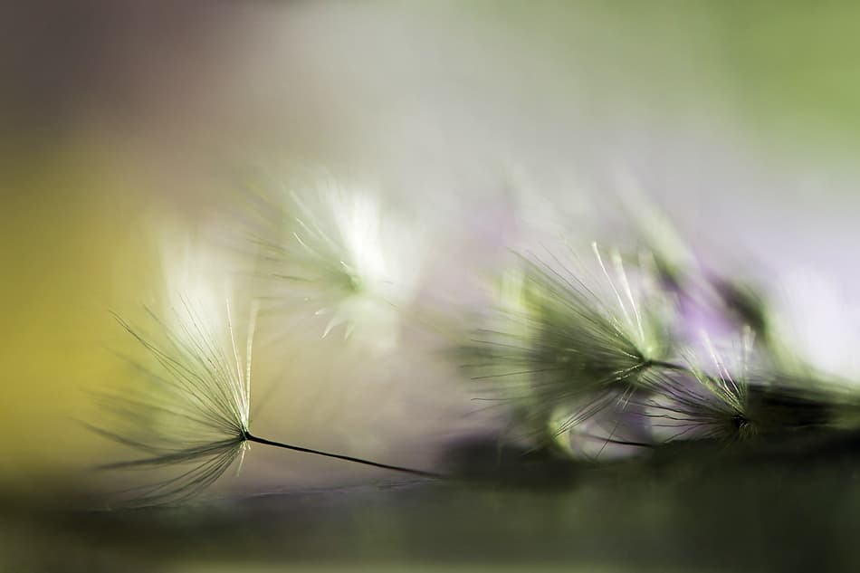 Dreamy Dandelion Fluff by Maryam Zahirimehr — canvas wall art