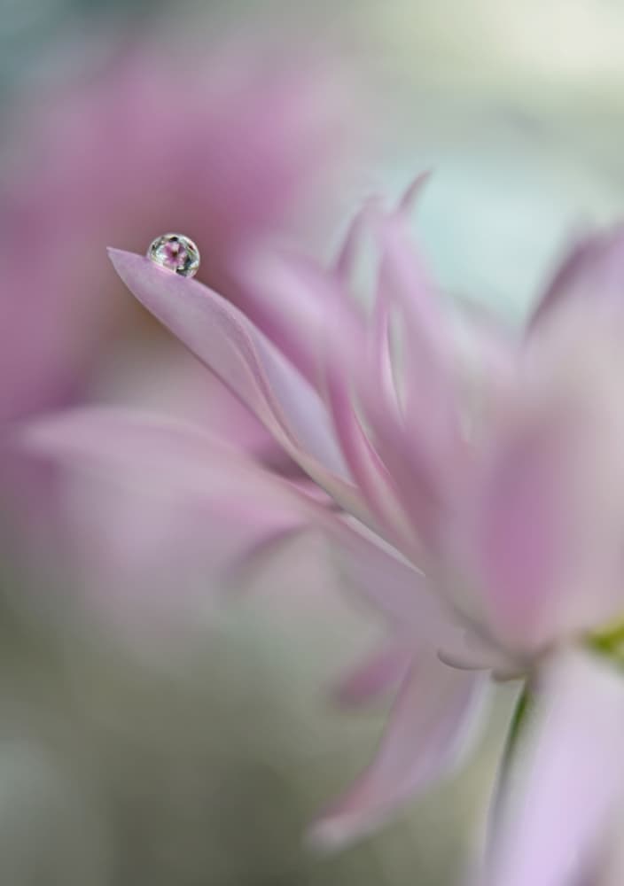 Pink Petal Droplet by Heidi Westum — canvas wall art